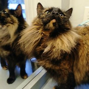 This closet is from a pet friendly home